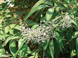 ஆயுள் காக்கும் ஆயுர்வேதம்: கழலைக்குக் கருநொச்சி!