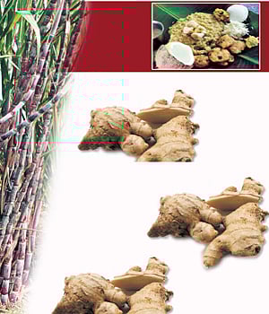 பொங்கலோ பொங்கல்...