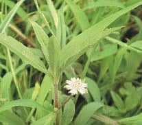 ஆயுள் காக்கும் ஆயுர்வேதம்: ஹார்மோன் சுரப்பிகளை இயற்கையாகத் தூண்டி விட..!