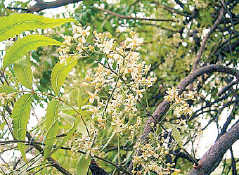 ஆயுள் காக்கும் ஆயுர்வேதம்: பித்தம் போக்கும் பூ!