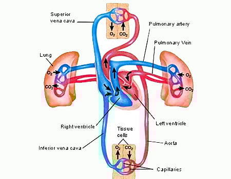 உயர் ரத்த அழுத்தம்: உடல் நலனுக்கு உதவாது!