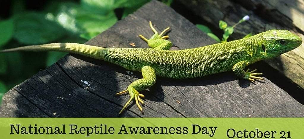 அக்டோபர் 21 - ஊர்வன விழிப்புணர்வு தினம்