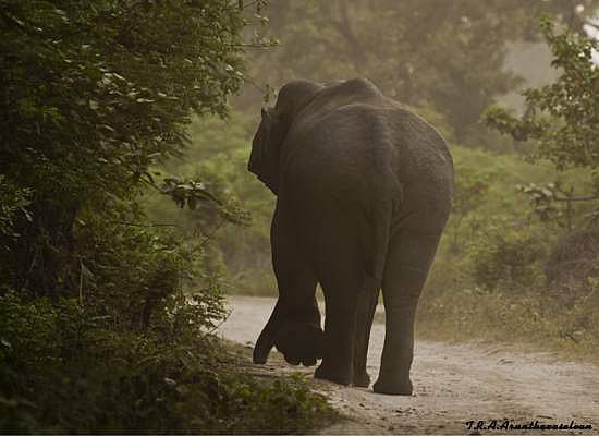 அசாமில் சம்பவம்: கத்தைக் கத்தையாக ரூபாய் நோட்டுகளை தின்று ஏப்பம் விட்ட யானை