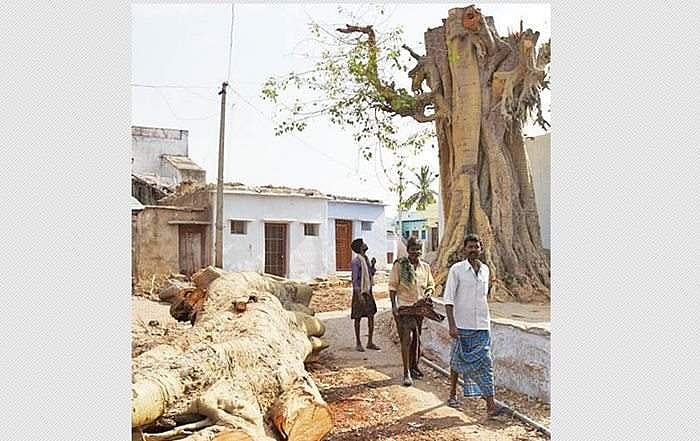 மூட நம்பிக்கையின் உச்சகட்டம்: ஜோதிடர் சொன்னதை நம்பி மழை வேண்டி மரத்தை வெட்டிய கிராமம்