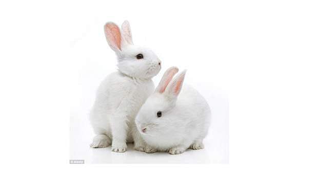 முயல் வளர்ப்புத் தொழில் மூலம் 10,000 பேருக்கு வேலைவாய்ப்பு