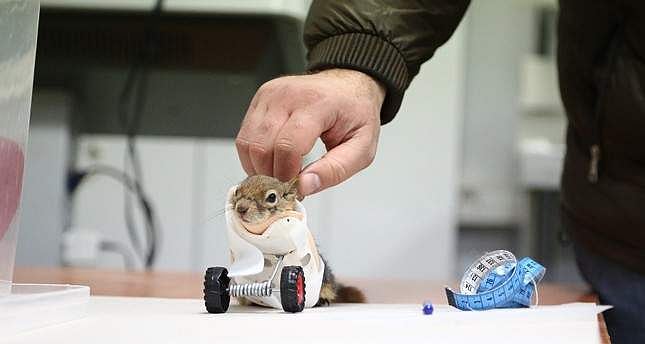 செயற்கை முன்னங்கால்கள் பொருத்தப்பட்ட உலகின் முதல் அணில் இதுதான்! (விடியோ)