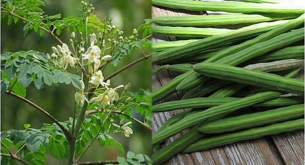 முருங்கைக்காய் சாப்பிடுவதால் இப்படியொரு பலனா?