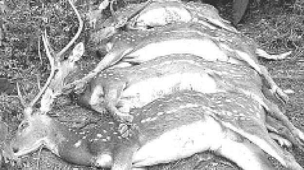 தமிழகத்தில் வன விலங்கு மரபணு சோதனை மையம் அமையுமா?