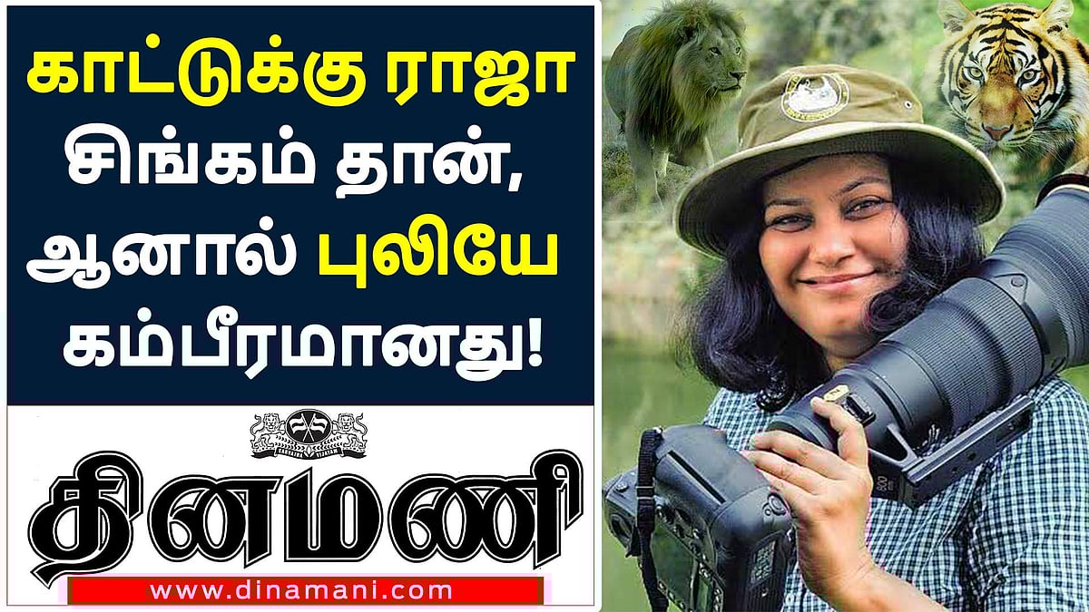 காட்டுக்கு ராஜா சிங்கமாக இருக்கலாம், ஆனால் ‘புலி’யே கம்பீரமானது!