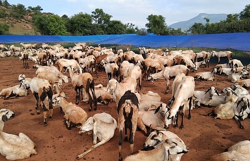 ஆட்டு மந்தையுடன் தமிழகத்தை வலம்வரும் ராமநாதபுரம் தொழிலாளா்கள்: பட்டி அமைத்தும் வருமானம் சம்பாதிக்கின்றனா்