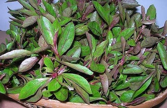 நரம்பு மற்றும் பித்தம் சார்ந்த குறைபாடுகள் நீக்கும் அருமருந்து!