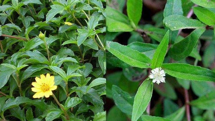 தீராத மலச்சிக்கலை போக்க உதவும் கசாயம்