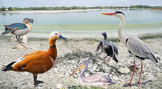 அரியலூர் சித்தேரி பறவைகள் சரணாலயமாக்கப்படுமா?