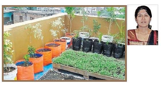 தோட்டம் அமைக்கலாம் வாங்க...விதைகளை விதை நேர்த்தி செய்ய வேண்டும்