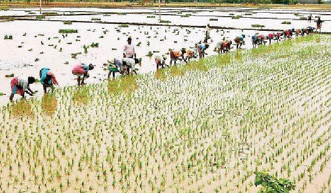 குறுவை சிறப்பு தொகுப்புத் திட்டம்: விவசாயிகள் ஏமாற்றம்