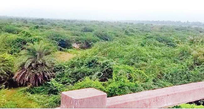 பாலாற்றைப் பாழாக்கும் சீமைக் கருவேல மரங்கள்