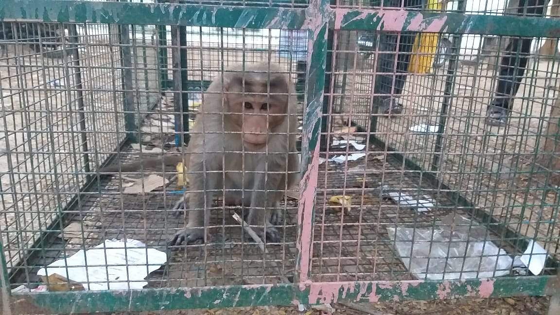 ஆட்சியர் வளாகத்திலிருந்து மூன்றாவது முறையும் தப்பித்த 'குரங்கு ராஜா'!