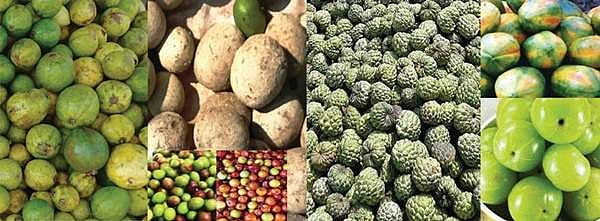 உள்ளூரில் விளையும் நாட்டுரக பழங்களை வாங்கி சுவைப்பதில் மக்கள் ஆர்வம்