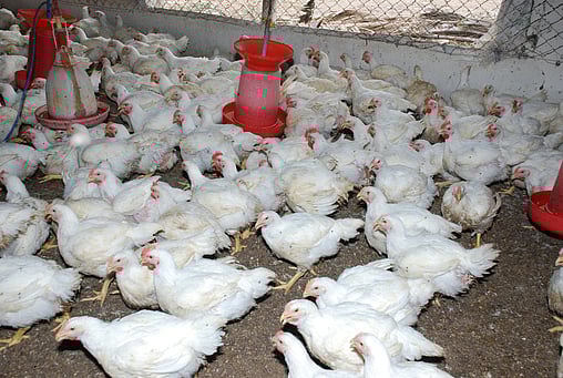 முத்தரப்புக் கூட்டத்தை கூட்ட வலியுறுத்தி கறிக்கோழி வளா்ப்போா் ஆட்சியரகத்தில் மனு