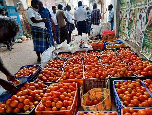 வாழப்பாடியில் தக்காளி விலை கடும் வீழ்ச்சி