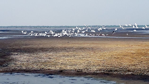 வடகிழக்குப் பருவமழை இல்லை: களையிழந்த கோடியக்கரை பறவைகள் சரணாலயம்