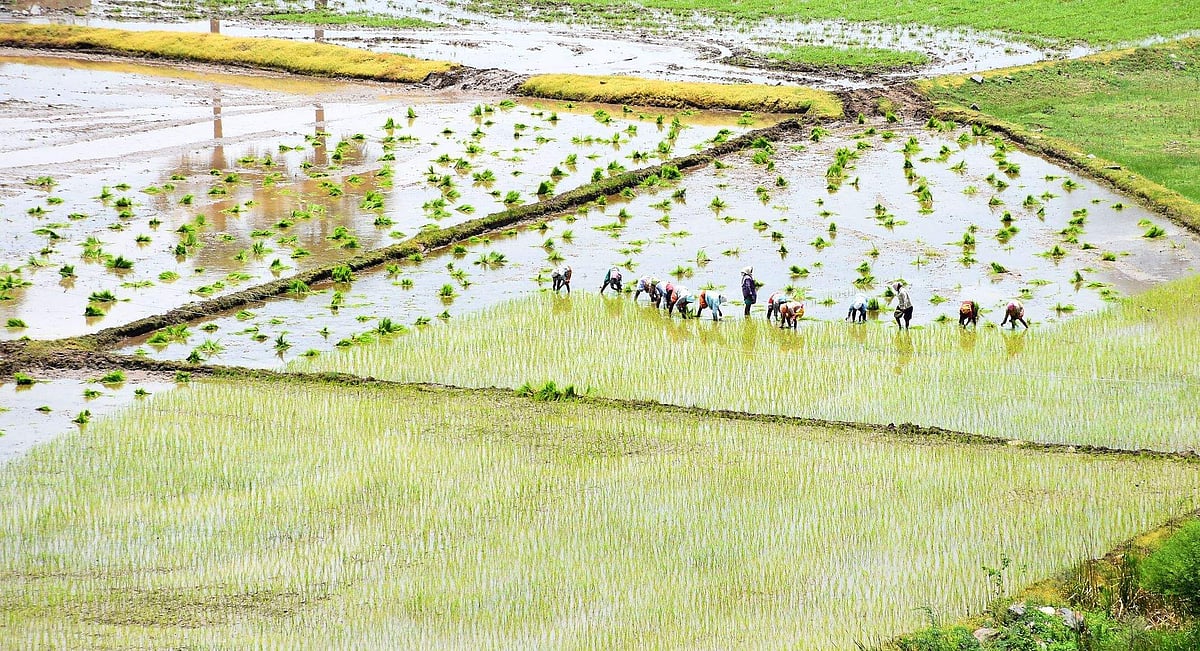 விவசாயியும் விவசாயமும்