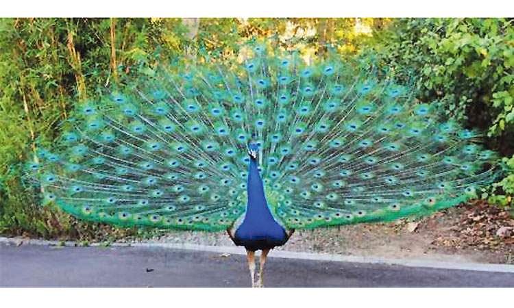 இந்திய மயில்