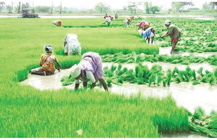 அறுவடை, வைக்கோல் கட்டும் இயந்திரங்களுக்குத் தட்டுப்பாடு! விவசாயிகள் தவிப்பு