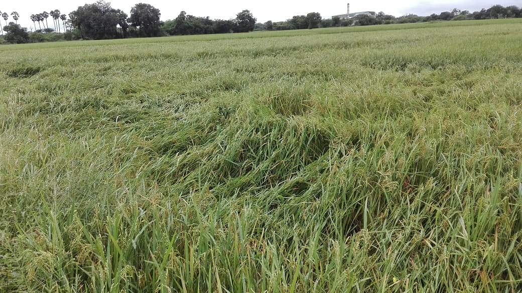 காஞ்சிபுரம் மாவட்டத்தில் அறுவடைக்குத் தயார் நிலையில் 60,000 ஏக்கர் நெற்பயிர்கள் சாய்ந்தது