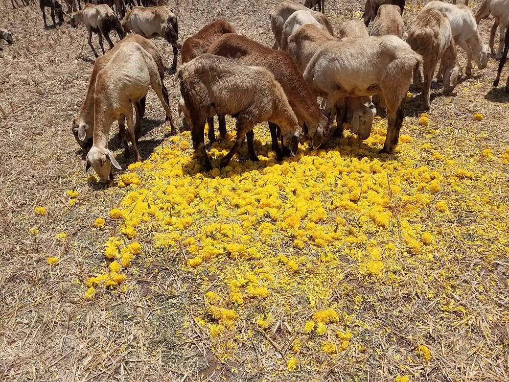கால்நடைகளுக்கு உணவாகும் சாமந்திப் பூ: விரக்தியில் விவசாயிகள்