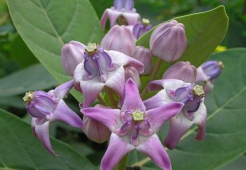 ஏழைகளுக்கான நோய் விரட்டி எருக்கு!