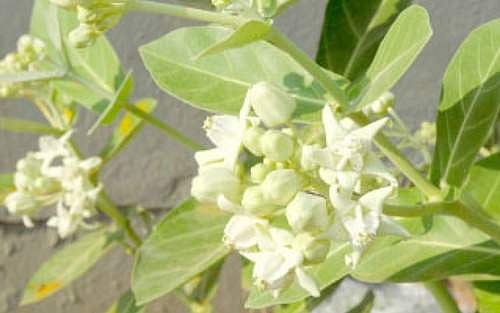 ஆஸ்துமாவை விரட்டும் வெள்ளெருக்கு!