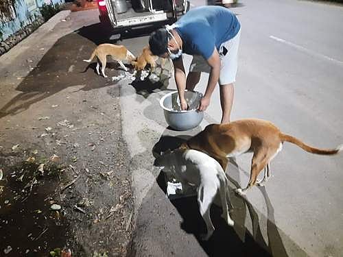 தினமும் 600 தெரு நாய்களுக்கு உணவு: கால்நடைத் துறை