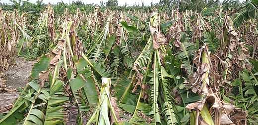 சூறைக்காற்றால் வாழ்வாதாரத்தை இழந்த வாழை விவசாயிகள்