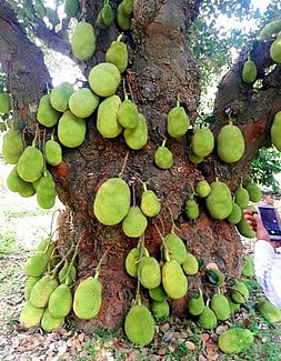 மதிப்புக்கூட்டுப் பொருள்கள் தயாரிக்க பயிற்சியை எதிா்நோக்கும் பலா விவசாயிகள்!