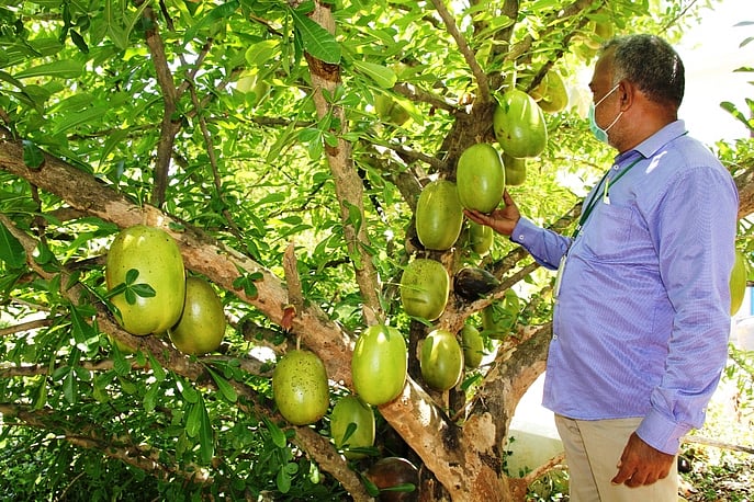 திருவள்ளூா் அருகே வளா்க்கப்படும் அதிசய திருவோடு மரம்!