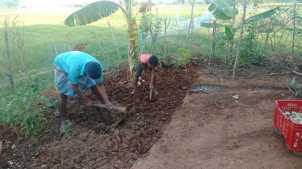 மாடித் தோட்டம் அமைக்க ஊக்குவிப்பு: ஆன்லைன் போட்டி அறிவித்து பேரூராட்சி நிர்வாகம் புதுமை!