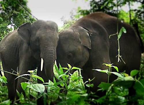 யானைகள் தினம்: காணாமல்போகும் கானகத்தின் பேருயிர்கள்!