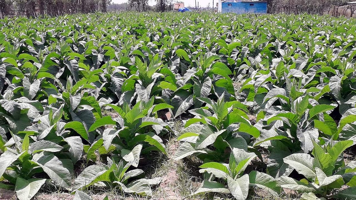 புற்றுநோய்க்கு வாய்ப்பளிக்கும் புகையிலை சாகுபடியை தவிர்த்துவரும் விவசாயிகள்