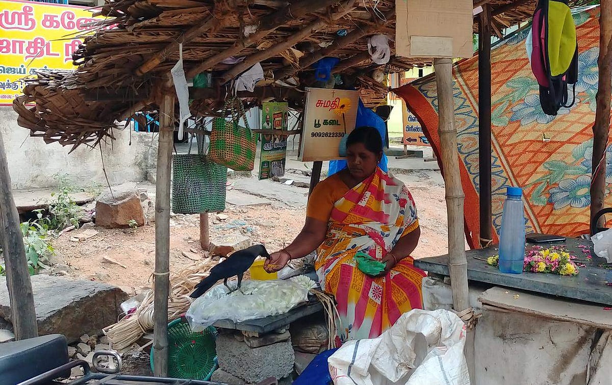 குழந்தைகளெனக் கருதி தினமும் காக்கைகளுக்கு இரை ஊட்டும் பெண்கள்