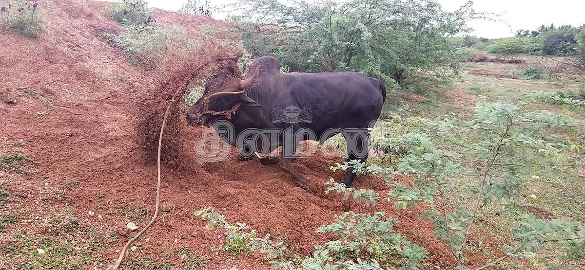 ஜல்லிக்கட்டுக்குத் தயாராகும் காளை, காளையர்கள்