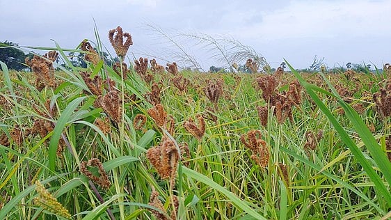 கேழ்வரகு நெரடி கொள்முதல்: ஆக.31 வரை நீட்டிப்பு