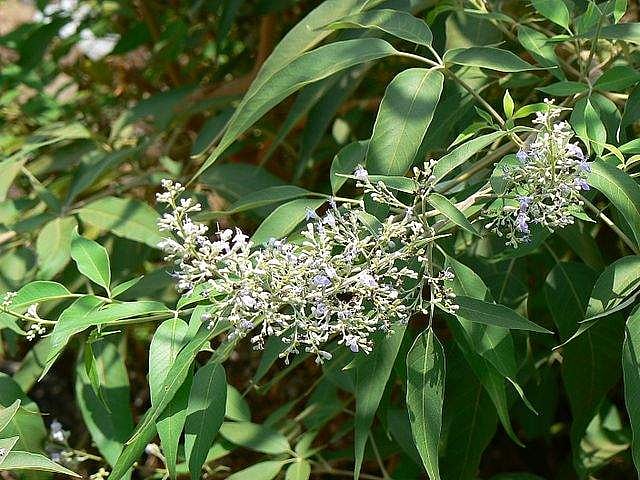 சுகம் தரும் சித்த மருத்துவம்: முடக்கும் மூட்டு வலியை சரி செய்யுமா 'நொச்சி'?