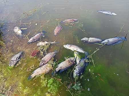 மீன் வளம் காத்து மனித நலம் காப்போம்