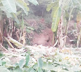 காட்டு யானைகளால் சேதப்படுத்தப்படும் விளைபயிா்கள்; வேதனையில் விவசாயிகள்: அரசு நடவடிக்கை எடுக்குமா?