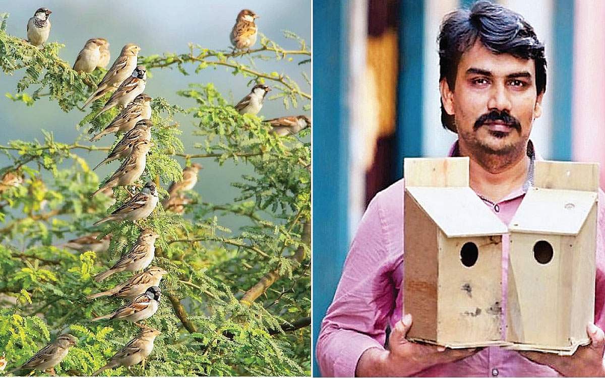 சிட்டுக்குருவிகளை நேசிக்கும் பேராசிரியர்!