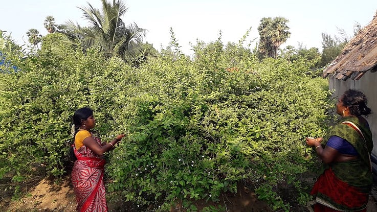 தலையில் சூடும் மலா்கள் தரையில் கொட்டி வீணாகும் அவலம்! தவிக்கும் மல்லிகை விவசாயிகள்