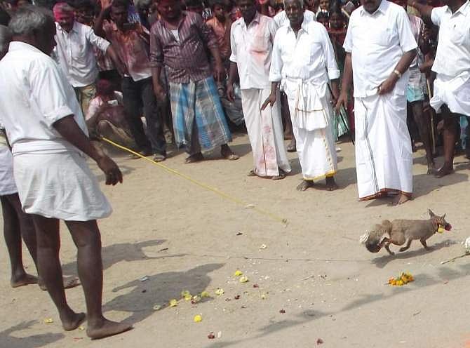 வங்காநரி ஜல்லிக்கட்டை அனுமதிக்க வேண்டும்: வாழப்பாடி பகுதி மக்கள் கோரிக்கை