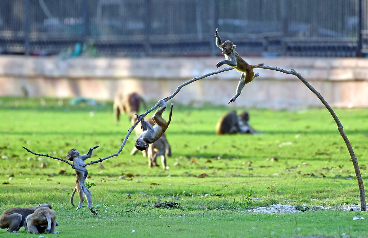 ஆந்திரத்தில் 40 குரங்குகள் பலி; விஷம் வைத்துக் கொல்லப்பட்டனவா என விசாரணை