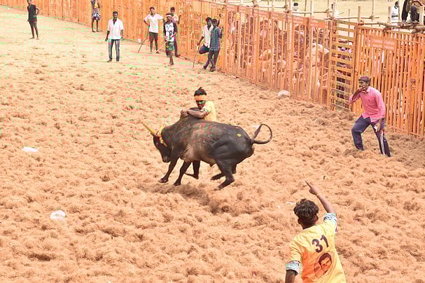 இவைதான் என் குழந்தைகள்: காளைகளுடன் ஜல்லிக்கட்டுக்குத் தயாராகும் திருநங்கை